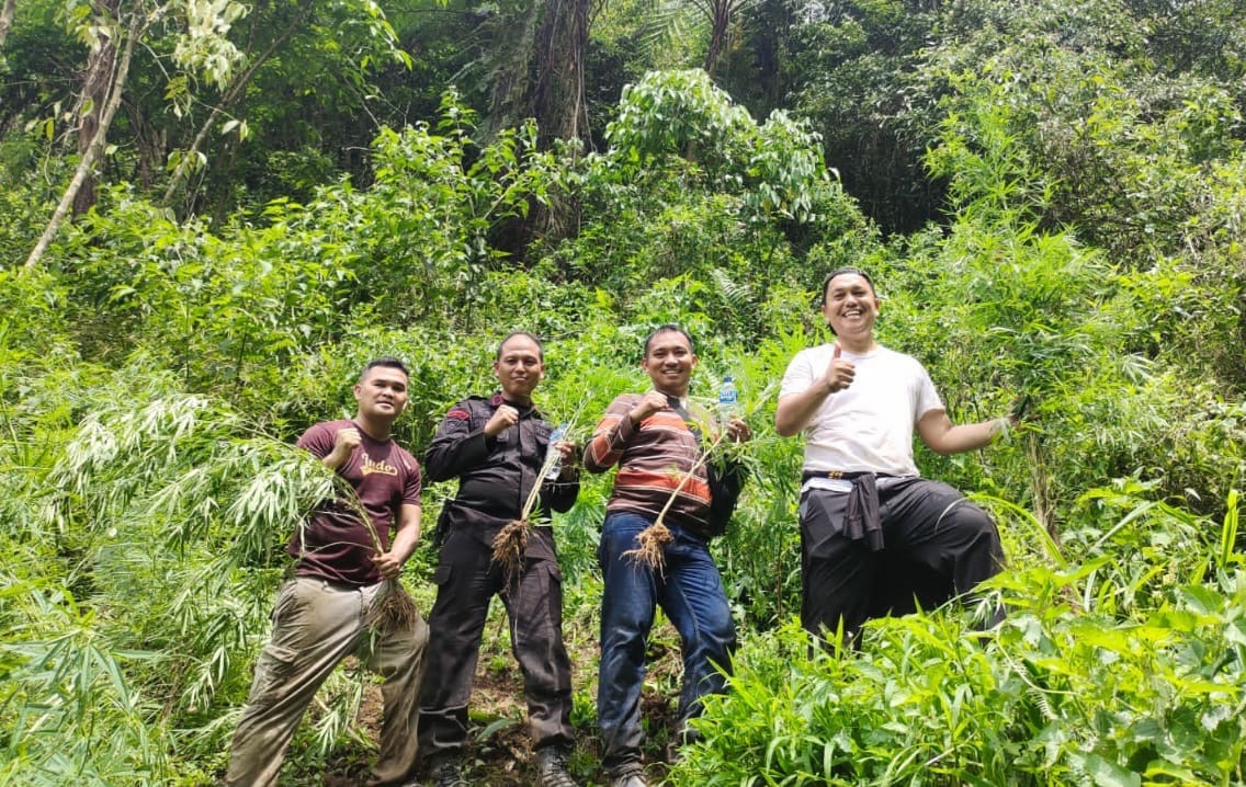 Sat Brimob Polda Sumut Musnahkan Ladang Ganja di Mandailing Natal