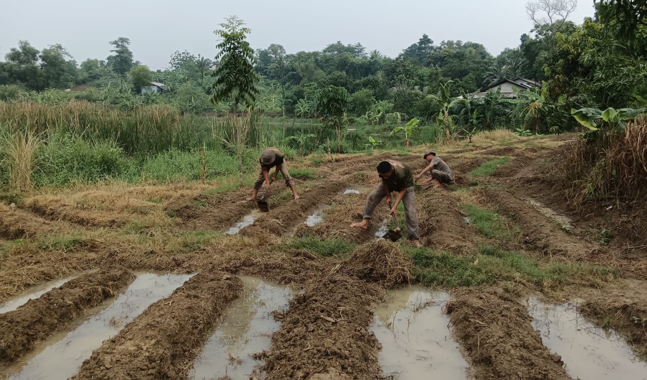 Dukung Ketahanan Pangan, Brimob Polri Siapkan 5 Ha Lahan, Tanam Jagung Bersama Warga Karawang Timur