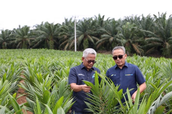 Peremajaan Sawit Rakyat Menjadi Solusi Inovatif Mendukung Swasembada Beras