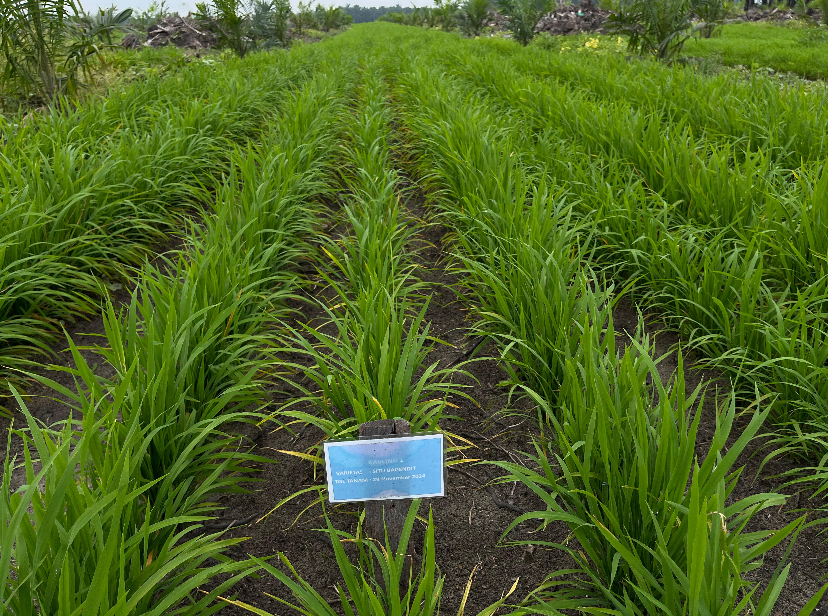 Program TAMPAN Kontribusi Nyata PTPN IV PalmCo Dukung Asta Cita Presiden RI