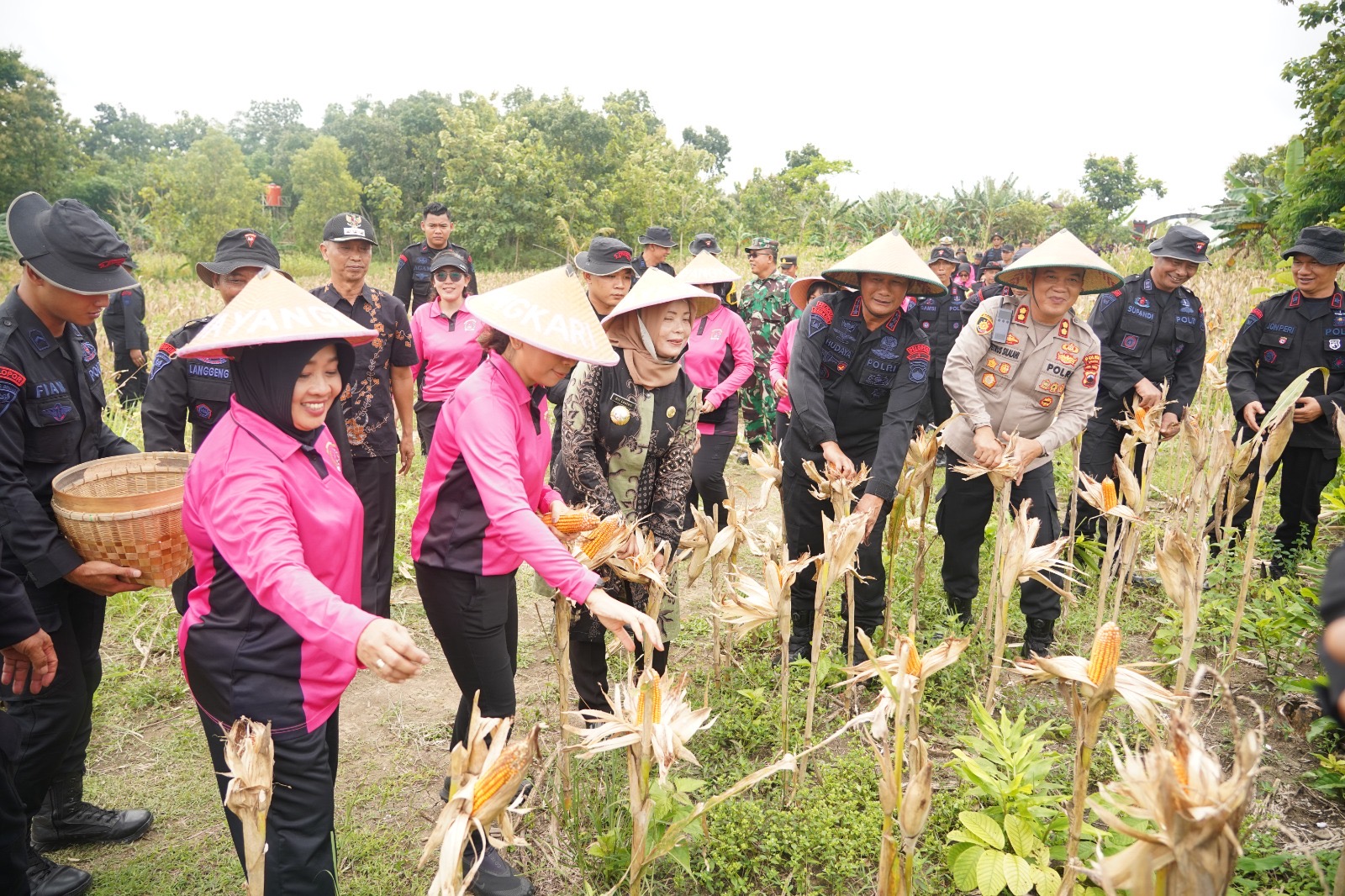 Sat Brimob Polda Jateng Panen Raya di Sragen, Dukung Ketahanan Pangan Nasional