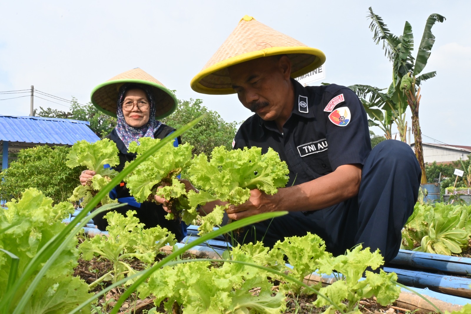 Lanud Husein Sastranegara dan Masyarakat Panen Sayur Mayur untuk Ketahanan Pangan, Wujud Humanis TNI AU Ampuh