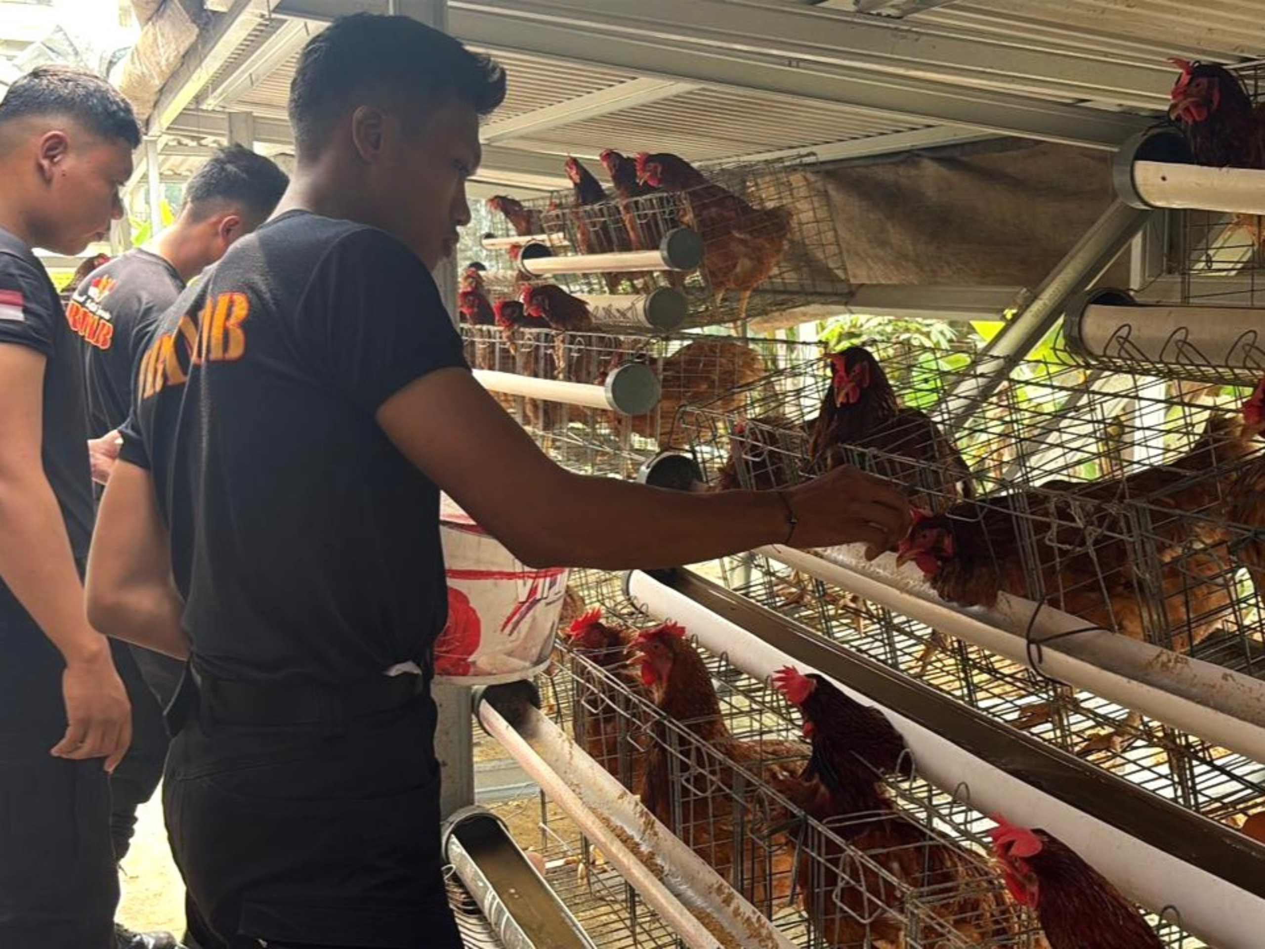 Brimob Polda Metro Jaya Budidaya Ayam Petelur di Lahan P2L, Dukung Program Ketahanan Pangan Nasional Brimob Polda Metro Jaya Budidaya Ayam Petelur di Lahan P2L, Dukung Program Ketahanan Pangan Nasional