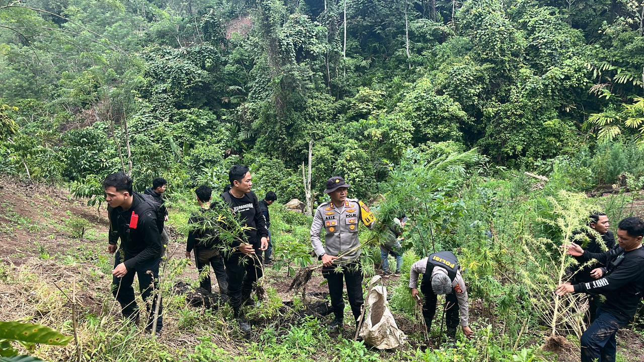Operasi Gabungan Polda Sumsel Bongkar Ladang Ganja 20 Hektar di Empat Lawang, 220 Kg Ganja dan Bandar Utama Ditangkap